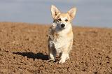 CORGI PEMBROKE 697